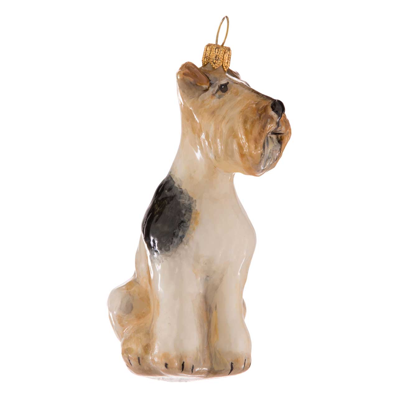 Foxterrier Drahthaar Foxterrier Drahthaar