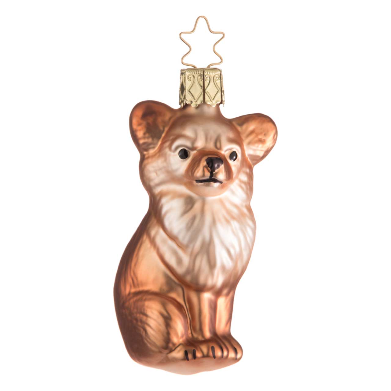 Chihuahua Chihuahua