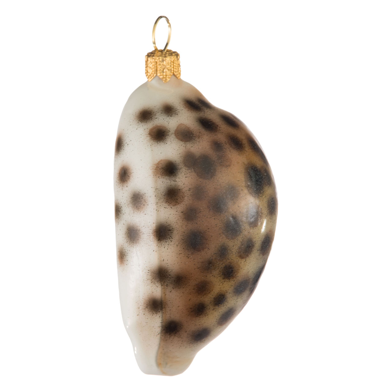 Tigermuschel Tigermuschel
