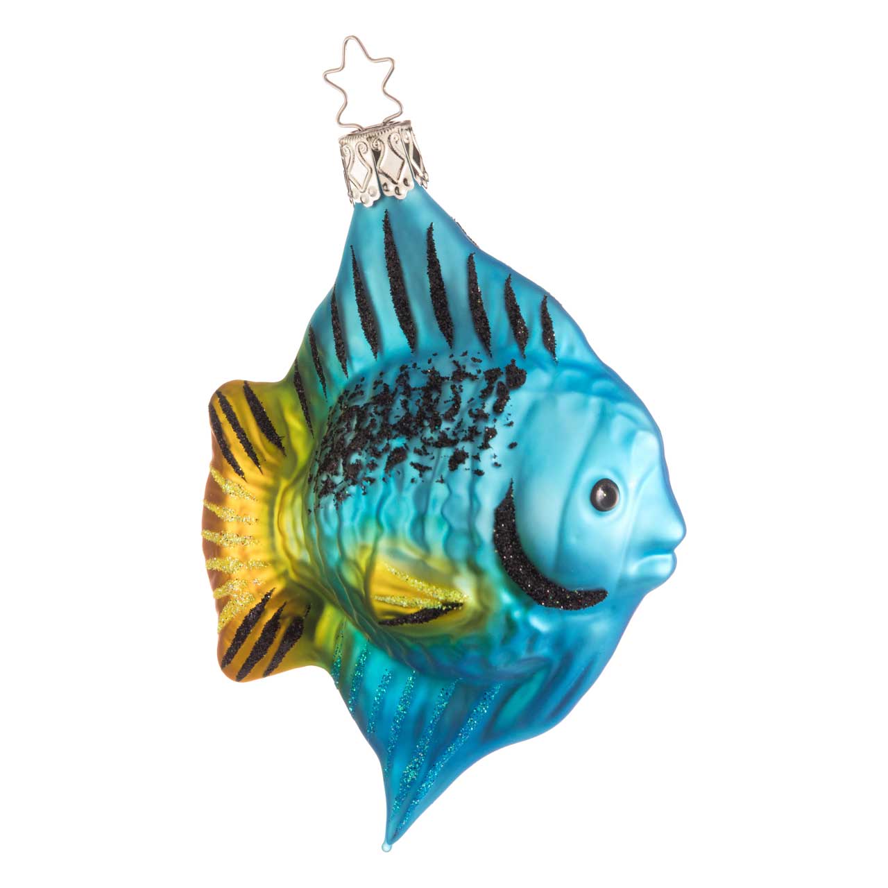 Doktorfisch Doktorfisch
